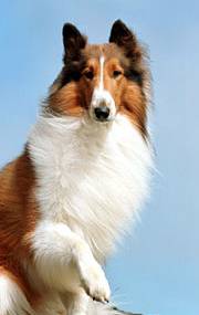   Lassie the Dog