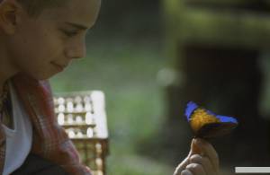      / The Blue Butterfly [2004]