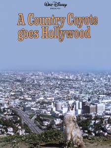       / A Country Coyote Goes Hollywood   