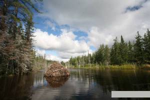     Mche Blanche, les aventures du petit castor  